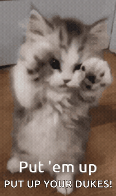 Kitten Standing With Paws Up Saying Put Em Up GIF
