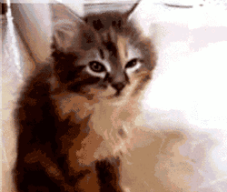 Kitten Staring Sleepily GIF