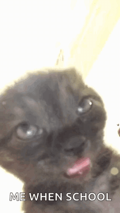 Kitten Sticking Tongue Out GIF