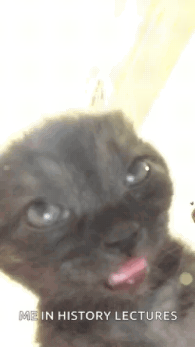 Kitten Sticking Tongue Out Saying Me in History Lectures