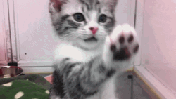 Kitten Stuck Inside GIF