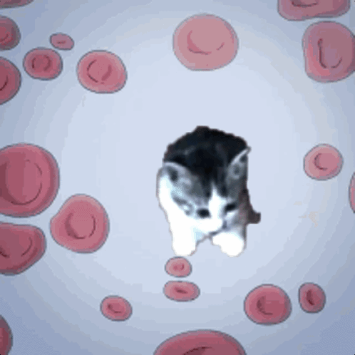 Kitten Surrounded By Red Blood Cells On Blue Background GIF