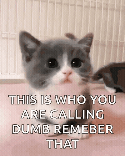 Kitten This Is Who You Are Calling Dumb Remember That GIF