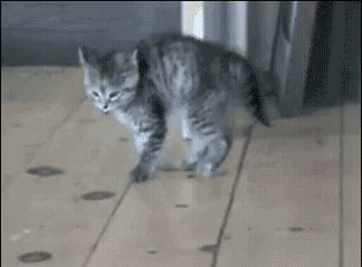 Kitten Walking And Playing With Mouse GIF
