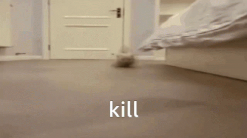 Kitten Walking Down Hallway GIF