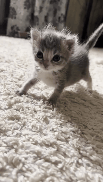 Kitten Walking On Carpet GIF