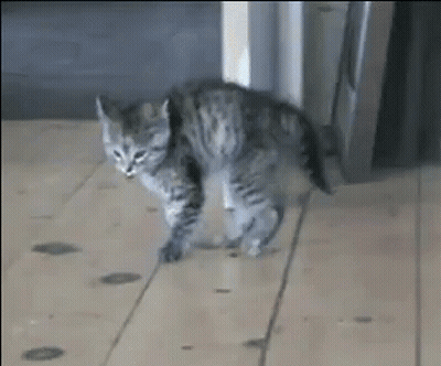 Kitten Walking On Wooden Floor In Front Of Refrigerator GIF