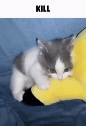 Kitten Wants To Kill GIF