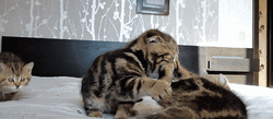 Kitten Wants To Stop Recording Cat Fight GIF