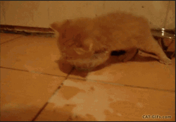 Kitten Wasting Milk GIF