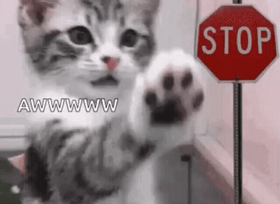 Kitten Waving Paw At Stop Sign GIF