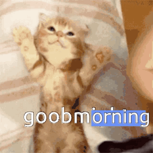 Kitten Waving Paws Good Morning GIF