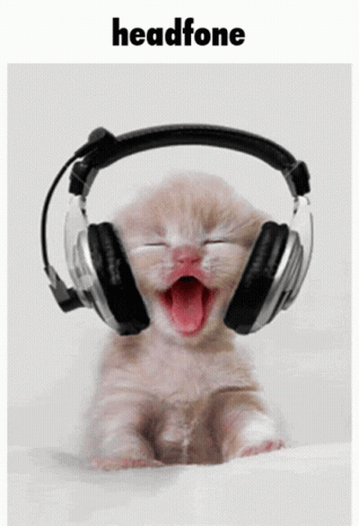 Kitten Wearing Headphones Saying Headphone GIF