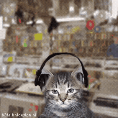 Kitten Wearing Headphones GIF