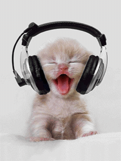 Kitten Wearing Headphones With Mouth Open GIF
