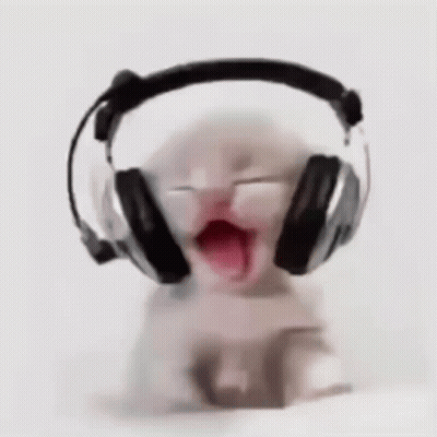 Kitten Wearing Headphones Yawning GIF