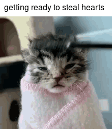 Kitten Wearing Pink Sweater And Pink Scarf Ready To Steal Hearts GIF
