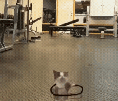 Kitten Wearing Stethoscope Walking GIF