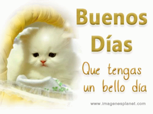Kitten With Buenos Dias Que Tengas Un Bello Dia GIF