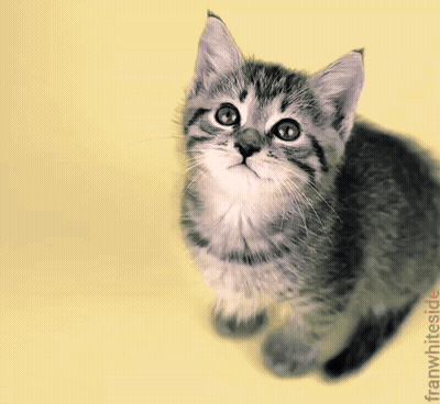 Kitten With Butterfly On Ear Saying Good Morning GIF