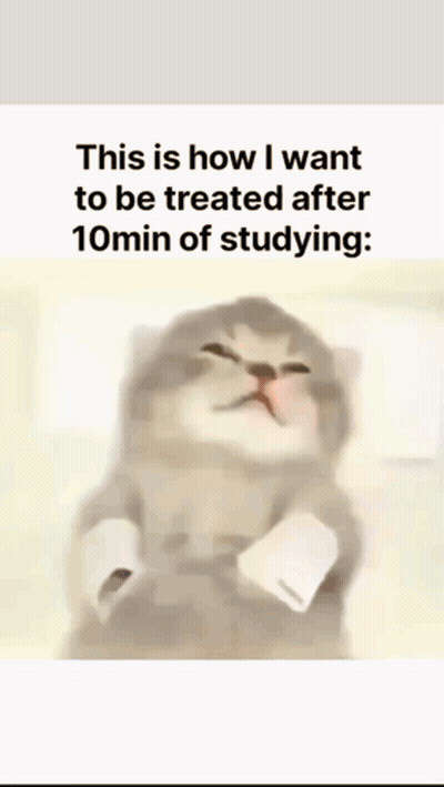 Kitten With Caption About Studying GIF