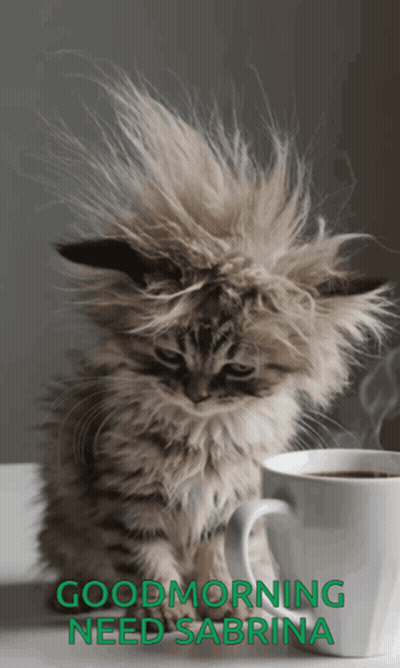 Kitten With Coffee Good Morning Sabrina GIF
