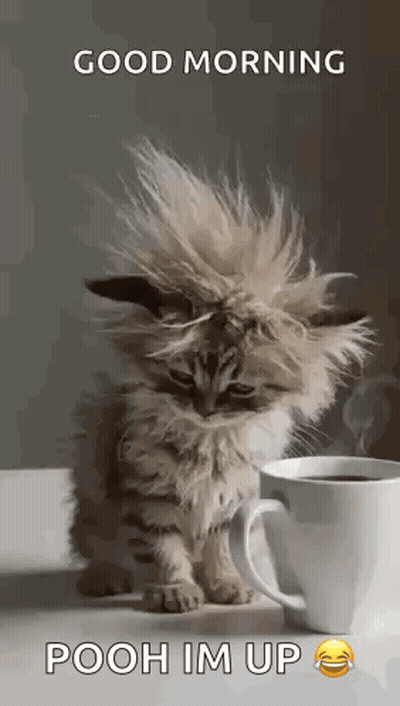 Kitten With Messy Haircut Beside Coffee GIF