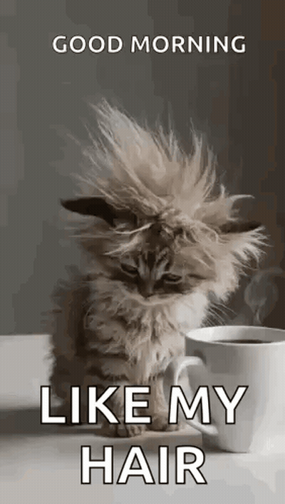 Kitten With Messy Haircut Next To Coffee GIF