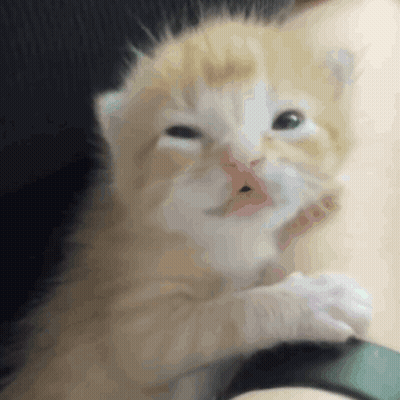 Kitten With Open Mouth GIF
