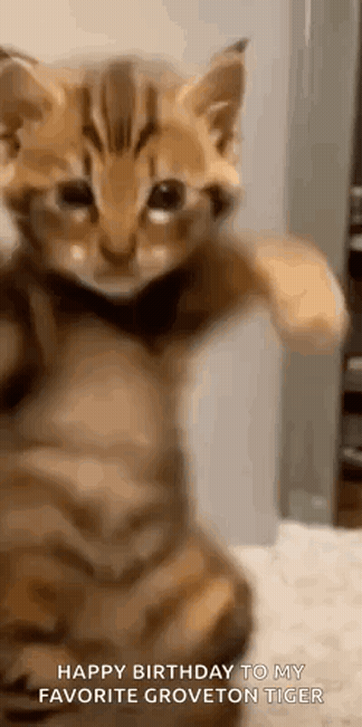 Kitten With Paws Up Happy Birthday GIF