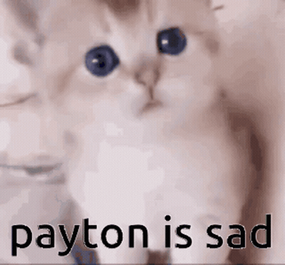 Kitten With Payton Is Sad GIF