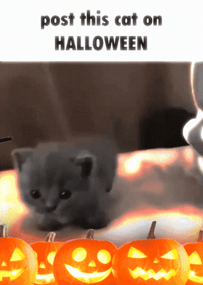 Kitten With Pumpkins Post This Cat On Halloween GIF