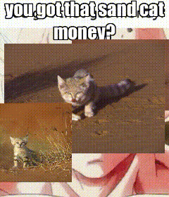 Kitten With Text You Got That Sand Cat Money GIF