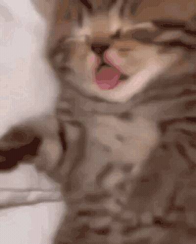 Kitten With Tongue Out GIF