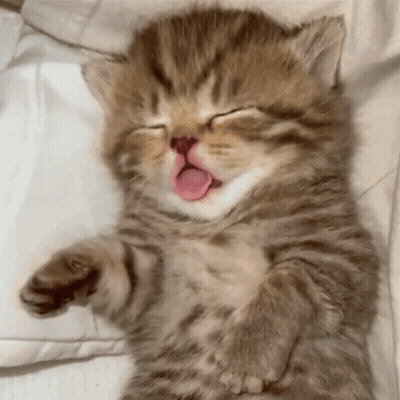 Kitten With Tongue Out Sleeping On Pillow GIF
