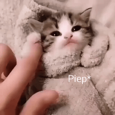Kitten Wrapped In Blanket Being Petted GIF