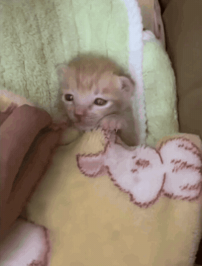 Kitten Wrapped In Blanket Looking GIF