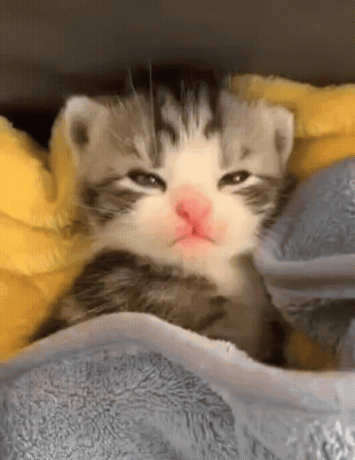 Kitten Wrapped In Blanket With Pink Nose GIF