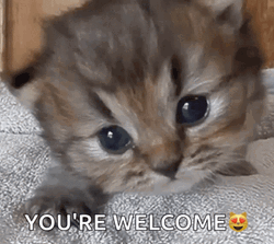 Kitten You're Welcome