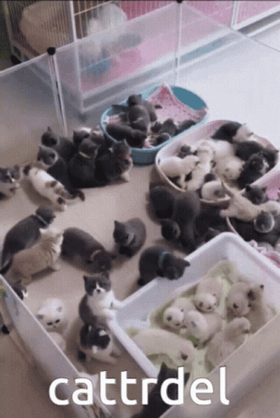 Kittens In Cage Saying Cattrdl GIF