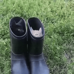Kittens Inside Rain Boots GIF
