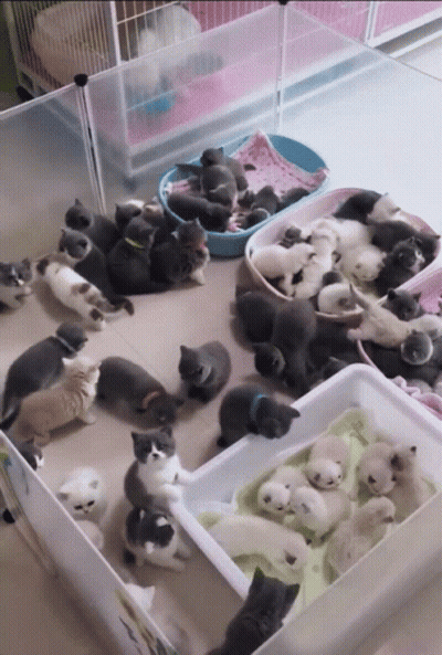 Kittens Laying In Cage GIF