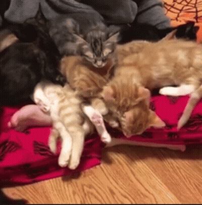 Kittens Laying On Pink Blanket GIF