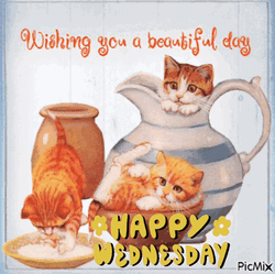 Kittens Playing On Cute Wednesday GIF