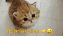 Kitty Buenos Dias GIF