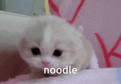 Kitty Cries For Noodle GIF