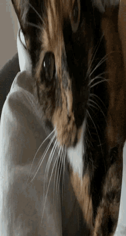 Kitty Doesnt Know GIF