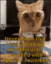 Kitty Drinking Drunk Meme GIF