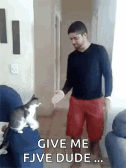 Kitty Gif Kitty Fist Bump GIF
