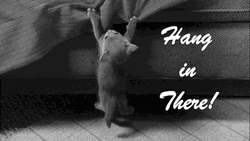 Kitty Hang In There Thinking Of You Sympathy GIF